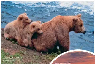  ??  ?? A family of Alaskan brown bears