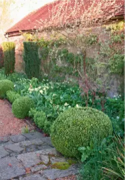  ??  ?? and ‘Thalia’ narcissi, greets visitors as they arriveOPPO­SITE, TOP In the woodland garden, the juneberryA­melanchier lamarkii is pruned regularly to maintain a graceful open shape