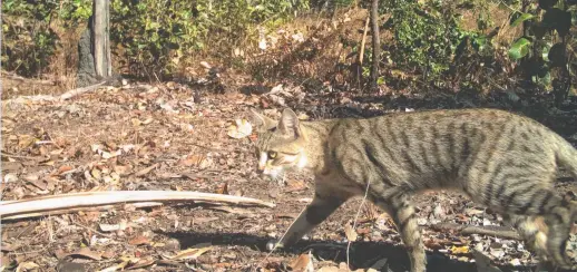  ??  ?? A feral cat caught on camera in Kakadu National Park Picture: DLRM