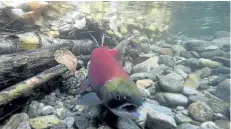  ?? THE CANADIAN PRESS FILES ?? A spawning sockeye salmon is seen making its way up the Adams River in Roderick Haig-Brown Provincial Park near Chase, B.C., in this file photo. A British Columbia First Nation has lost a bid for a larger allocation of the scarce Fraser River sockeye...