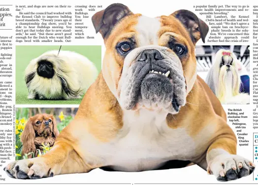  ??  ?? The British Bulldog, and clockwise from top left, Pekingese, shih tzu and Cavalier King Charles spaniel