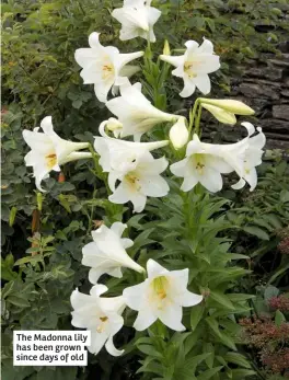  ??  ?? The Madonna lily has been grown since days of old