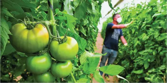  ?? EFE / CARLOS BARBA ?? El sector primario es esencial. «Europa no produce los productos del Campo de Cartagena, pero los demanda»