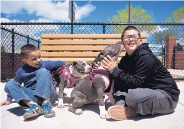  ?? MARLA BROSE/JOURNAL ?? Christophe­r Valenzuela, right, 11, gets kisses from Aphrodite, a 17-week-old blue nose pitbull terrier, as his brother James, 8, plays with Aphrodite’s littermate, Athena, at Kirtland Dog Park, a new dog park at 2903 University Blvd. SE, on Saturday.