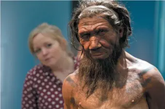  ??  ?? A model of a Neandertha­l male in his twenties on display at the Natural History Museum, London, 2014