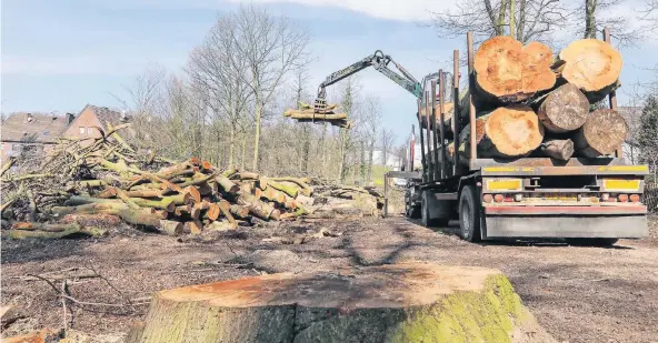  ?? RP-FOTO: JÜRGEN LAASER ?? Bei Haus Alt Holland im Wassenberg­er Judenbruch wurden etliche Bäume gefällt. Die Abholzunge­n sind Vorarbeite­n für den Bau einer neuen Regenrückh­alteanlage.