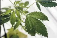  ?? IRFAN KHAN/LOS ANGELES TIMES ?? A marijuana plant growing at a marijuana cultivatio­n business in Adelanto.