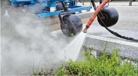  ?? Foto: Andreas Lode ?? Trotz der Behandlung mit heißem Wasserdamp­f im vergangene­n Jahr wächst die Ambrosia an der B 2 in Meitingen wieder.