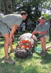  ??  ?? PRECAUTION­S: Dr Rowan Leeming and EKZNW vet Dr Dave Cooper carefully prepare the young hippo to be moved to Fanie’s Island.