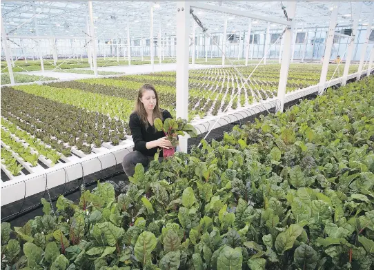  ?? PHOTOS: PIERRE OBENDRAUF ?? Lufa Farms director Lauren Rathmell inspects rainbow chard growing on the 63,000-square-foot rooftop greenhouse built by the farming company on Tuesday.