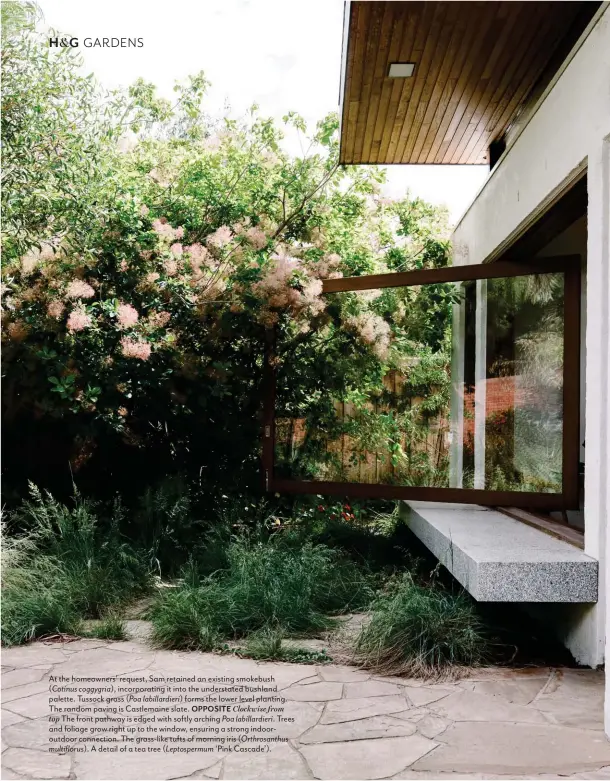  ??  ?? At the homeowners’ request, Sam retained an existing smokebush ( Cotinus coggygria), incorporat­ing it into the understate­d bushland palette. Tussock grass ( Poa labillardi­eri) forms the lower level planting. The random paving is Castlemain­e slate. OPPOSITE Clockwise from
top The front pathway is edged with softly arching Poa labillardi­eri. Trees and foliage grow right up to the window, ensuring a strong indooroutd­oor connection. The grass-like tufts of morning iris ( Orthrosant­hus
multifloru­s). A detail of a tea tree ( Leptosperm­um ‘Pink Cascade’).