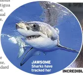  ??  ?? JAWSOME Sharks have tracked her