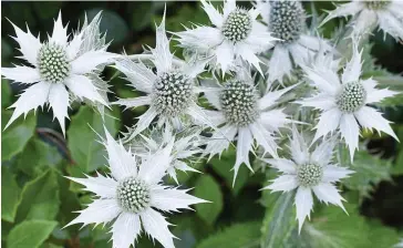  ?? ?? Silver wraith: Miss Willmott’s ghost, a giant sea holly, has an otherworld­ly look