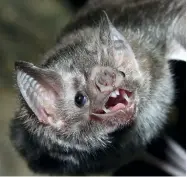  ??  ?? Vampire bats have to continuall­y feed on blood, as missing just two meals could cause them to starve