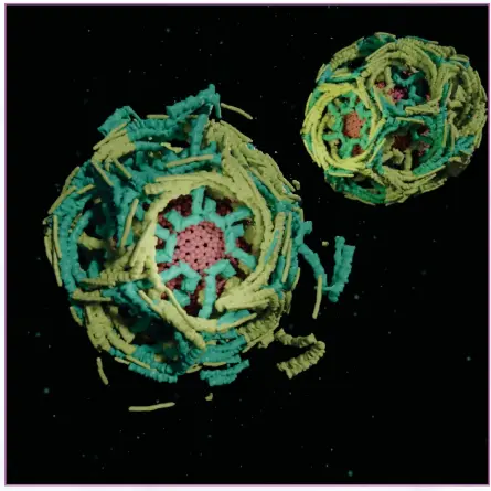  ?? © 2021 Leonora Martinez-Nunez.
All rights reserved. ?? Left: Clathrin-coated vesicles.