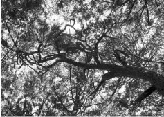  ??  ?? Trees in Aokigahara Forest.