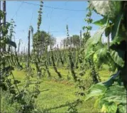  ?? PAUL POST — PPOST@DIGITALFIR­STMEDIA.COM ?? Hops plants, called bines, grow up strings that hang down from cables extended between tall poles.