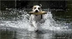  ?? Darrell Sapp/Post-Gazette ?? Luna, a 3-year-old pit mix, fetches a stick that her owner, Haley Wallace, threw Tuesday at Lake Elizabeth on the North Side.