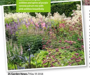  ??  ?? Pops of red sanguisorb­a stand out among tall astilbes and spires of purple veronicast­rum mix with pink astilbes beautifull­y