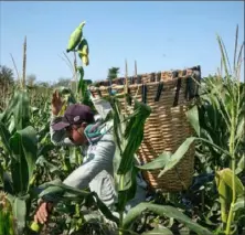  ?? Mauricio Palos/Bloomberg ?? A man throws corn to a basket during a harvest trough a hybrid variety corn field. Ebano, San Luis Potosi, Mexico, in February.