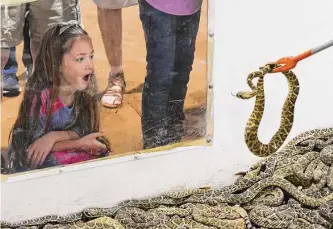  ?? Charlie Blalock/ Contributo­r ?? A girl looks inside the snake pit at the Sweetwater rattlesnak­e roundup on March 11. The Jaycees who put on the event have successful­ly fended off political efforts to stop or change it for 65 years.