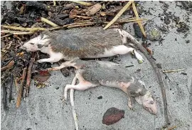  ??  ?? What killed the rats washed up on a West Coast beach has sparked huge debate, with scientists weighing in.