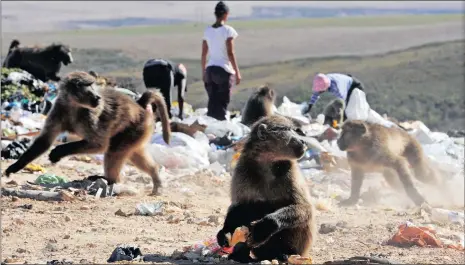  ??  ?? COMPETING: Baboons at Caledon dump site battle it out for food in order to survive.