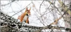  ?? DPA-BILD: SPATA ?? Winter in Hannover: Ein Eichhörnch­en sitzt auf einem mit Schnee bedeckten Baum im Georgengar­ten.