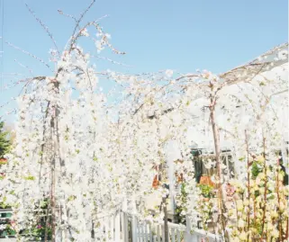  ?? Wiki Commons ?? The dazzling Prunus serrulata ‘Snow Fountains’ hails from Japan, Korea and China.