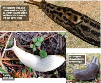  ??  ?? Hannah Stephenson discovers how we can ever hope to save our plants from these slimy pests