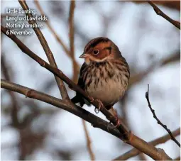  ??  ?? Little Bunting, Langford Lowfields, Nottingham­shire, 6 November