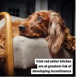  ?? ?? Irish red setter bitches are at greatest risk of developing incontinen­ce