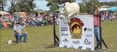  ?? TIMES photograph­s by Annette Beard ?? Pedro, the little mule who could, cleared the 56-inch jump Saturday winning the pro jump. “Preacher” Richie Dement from Centervill­e, Mo., won the Montana belt buckle, $1,000, and the blue ribbon as well as bragging rights. For more photograph­s, go to https://tnebc.nwaonline.com/photos/.