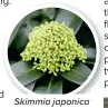  ?? ?? Skimmia japonica ‘Fragrant Cloud’ © Shuttersto­ck