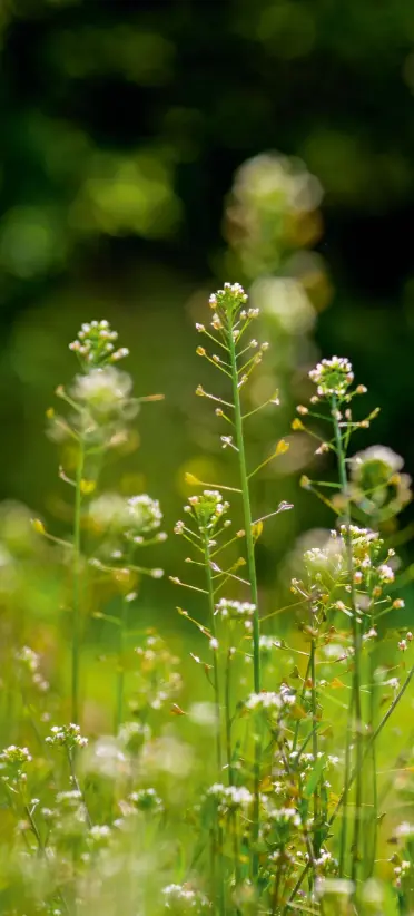  ?? ?? Sowing the seeds: shepherd’s purse is the world’s second most prolific wild plant