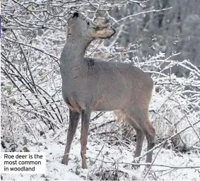  ??  ?? Roe deer is the most common in woodland