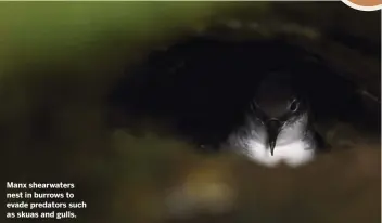  ??  ?? Manx shearwater­s nest in burrows to evade predators such as skuas and gulls.