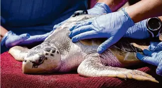  ?? Jon Shapley/Staff file photo ?? Tally, a Kemp’s ridley sea turtle, waits to be released Sept. 5, 2023, at Stewart Beach in Galveston. Wildlife officials urge visitors to Texas beaches to stay alert to nesting turtles.