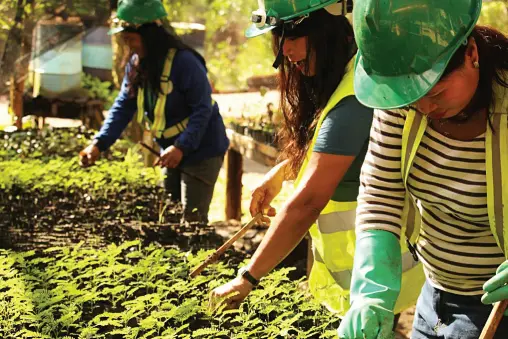  ??  ?? EMPLOYEES work at the nursery caring for seedlings of various species used in rehabilita­tion and reforestat­ion program. PR