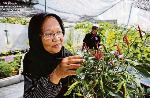  ?? FOTO ?? SITI Salamah membelek pokok cili kesayangan­nya.