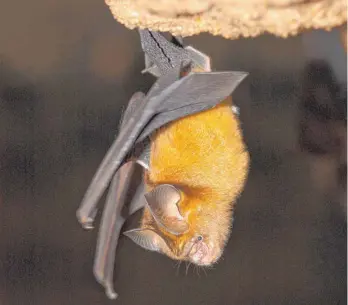  ?? FOTO: MARCO TSCHAPKA/DPA ?? Bei Fledermäus­en gibt es sehr viele unterschie­dliche Arten – und das sollte auch so bleiben. Eine geringere Vielfalt kann laut Ulmer Forschern die Wahrschein­lichkeit für die Übertragun­g bestimmter Coronavire­n erhöhen.