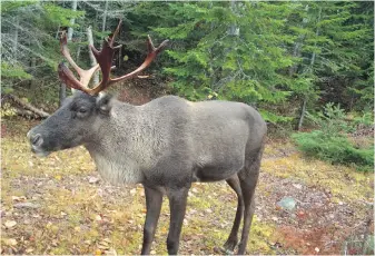  ?? ONT. MINISTRY OF NATURAL RESOURCES AND FORESTRY ?? The caribou population on Michipicot­en Island in Lake Superior, which numbered about 680 four years ago, is down to about 30, the Michipicot­en First Nation says.