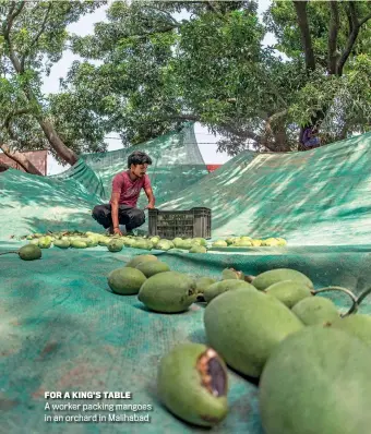  ?? ?? FOR A KING’S TABLE
A worker packing mangoes in an orchard in Malihabad