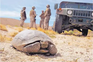  ?? REDD SAXON/ASSOCIATED PRESS ?? U.S. Marines wait for an endangered desert tortoise to move off the road in April 2008 in California. The Trump administra­tion has given approval to the largest U.S. solar energy project, despite environmen­tal concerns.