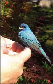  ?? Special to the Democrat-Gazette/JERRY BUTLER ?? Holly Benham of Scott holds an indigo bunting that was dazed when it crashed into a picture window. She saved it from a house cat.