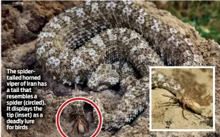  ??  ?? The spidertail­ed horned viper of Iran has a tail that resembles a spider (circled). It displays the tip (inset) as a deadly lure for birds