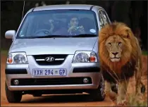  ??  ?? Close encounter: Tourists photograph a male lion