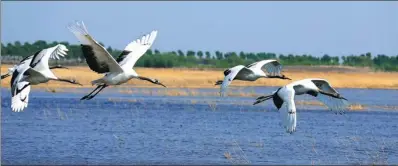  ?? PROVIDED TO CHINA DAILY ?? Large numbers of red-crowned cranes visit the reserve every year.