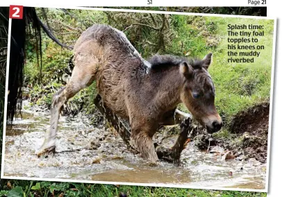  ??  ?? Splash time: The tiny foal topples to his knees on the muddy riverbed