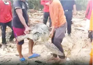  ??  ?? People carry a sea turtle back to shore after it was rescued in the aftermath of tsunami in Tanjung Lesung, Banten Province. — Reuters photo